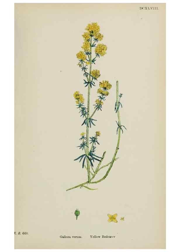 Reproducción/Reproduction 48717091128: English botany, or, Coloured figures of British plants /. London :R. Hardwicke,1863-1886.. 