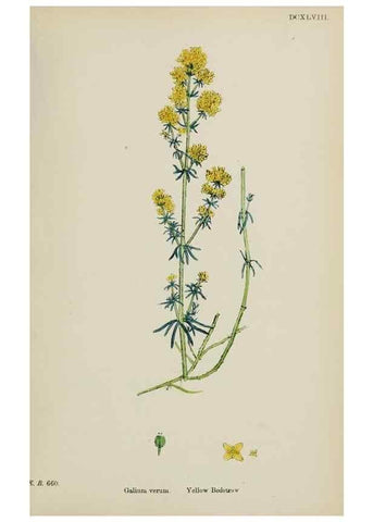 Reproducción/Reproduction 48717091128: English botany, or, Coloured figures of British plants /. London :R. Hardwicke,1863-1886.. 