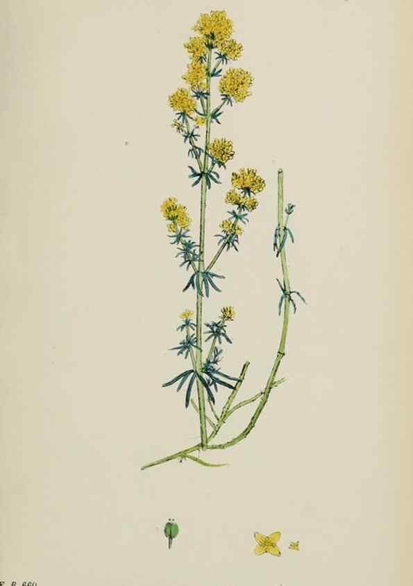 Reproducción/Reproduction 48717091128: English botany, or, Coloured figures of British plants /. London :R. Hardwicke,1863-1886.. 