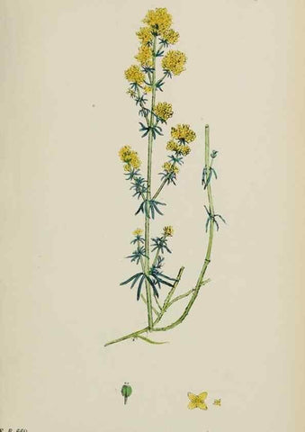 Reproducción/Reproduction 48717091128: English botany, or, Coloured figures of British plants /. London :R. Hardwicke,1863-1886.. 