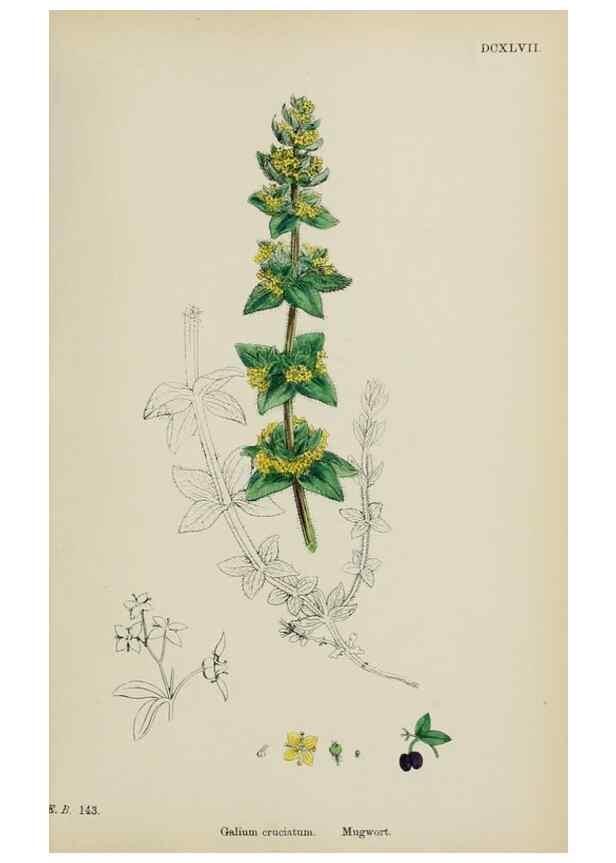 Reproducción/Reproduction 48717090858: English botany, or, Coloured figures of British plants /. London :R. Hardwicke,1863-1886.. 