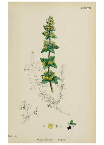 Reproducción/Reproduction 48717090858: English botany, or, Coloured figures of British plants /. London :R. Hardwicke,1863-1886.. 