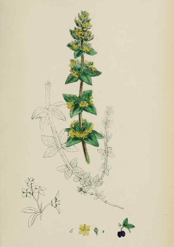 Reproducción/Reproduction 48717090858: English botany, or, Coloured figures of British plants /. London :R. Hardwicke,1863-1886.. 