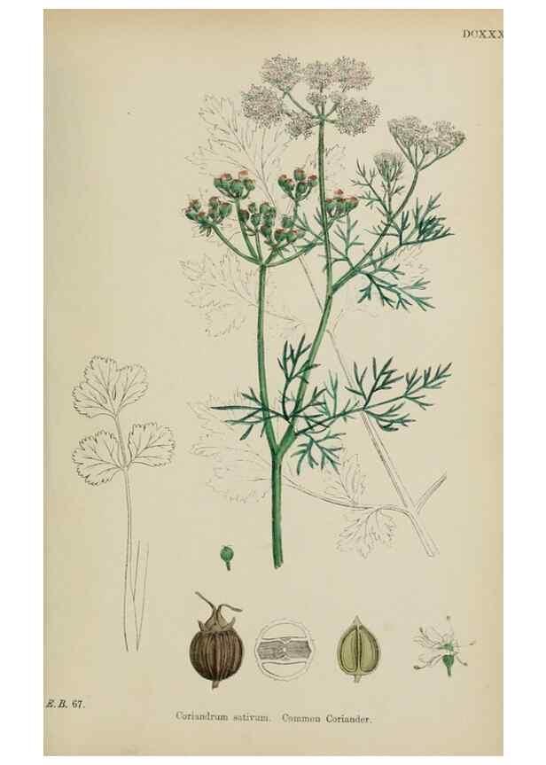 Reproducción/Reproduction 48717421921: English botany, or, Coloured figures of British plants /. London :R. Hardwicke,1863-1886.. 