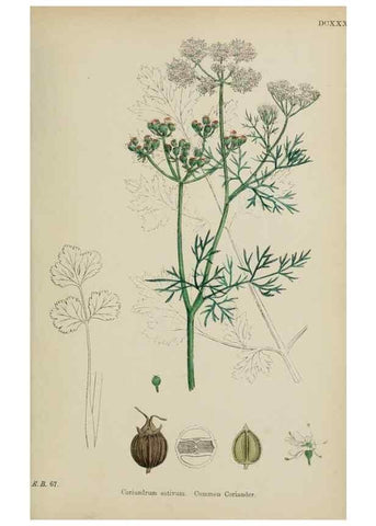 Reproducción/Reproduction 48717421921: English botany, or, Coloured figures of British plants /. London :R. Hardwicke,1863-1886.. 
