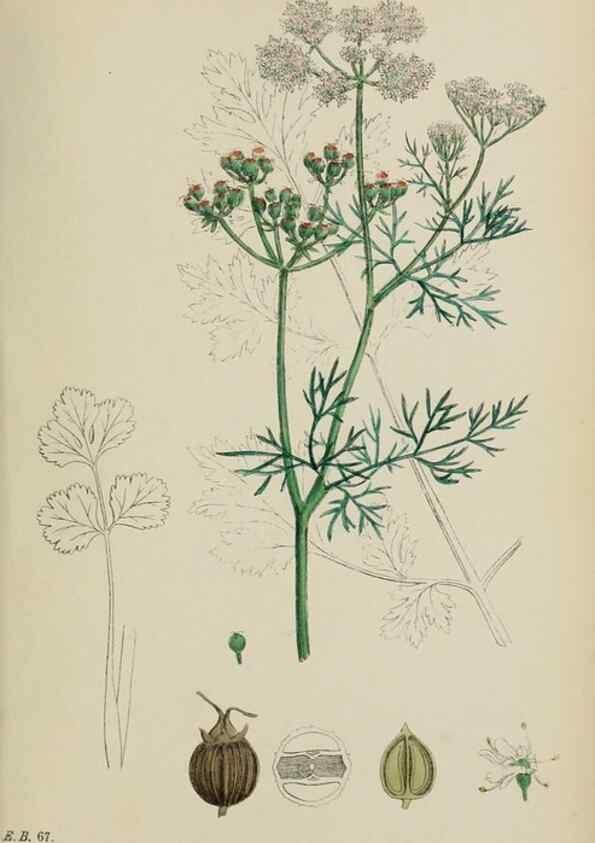 Reproducción/Reproduction 48717421921: English botany, or, Coloured figures of British plants /. London :R. Hardwicke,1863-1886.. 