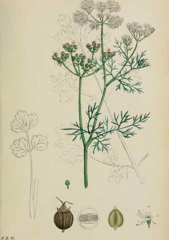 Reproducción/Reproduction 48717421921: English botany, or, Coloured figures of British plants /. London :R. Hardwicke,1863-1886.. 