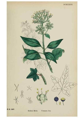 Reproducción/Reproduction 48717086458: English botany, or, Coloured figures of British plants /. London :R. Hardwicke,1863-1886.. 