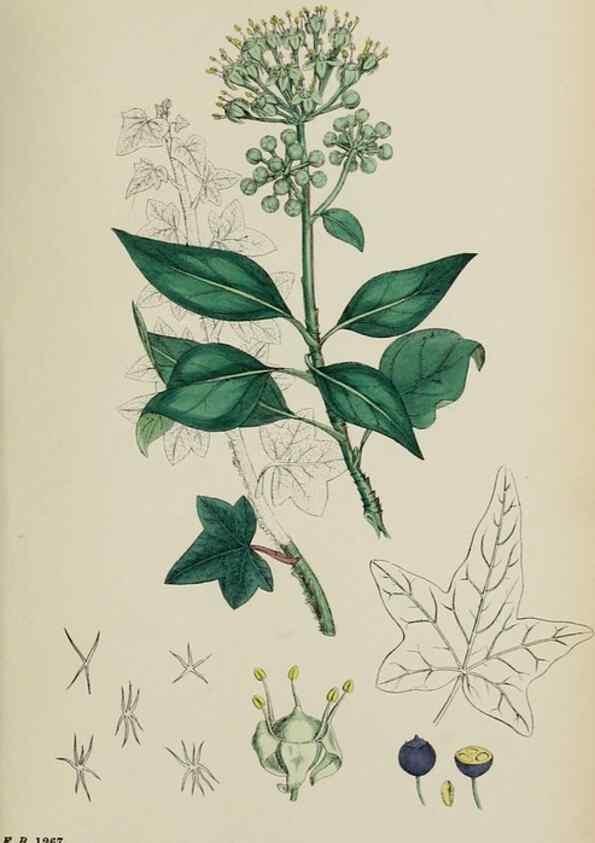 Reproducción/Reproduction 48717086458: English botany, or, Coloured figures of British plants /. London :R. Hardwicke,1863-1886.. 