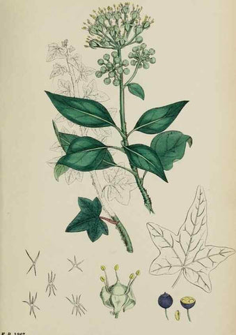Reproducción/Reproduction 48717086458: English botany, or, Coloured figures of British plants /. London :R. Hardwicke,1863-1886.. 