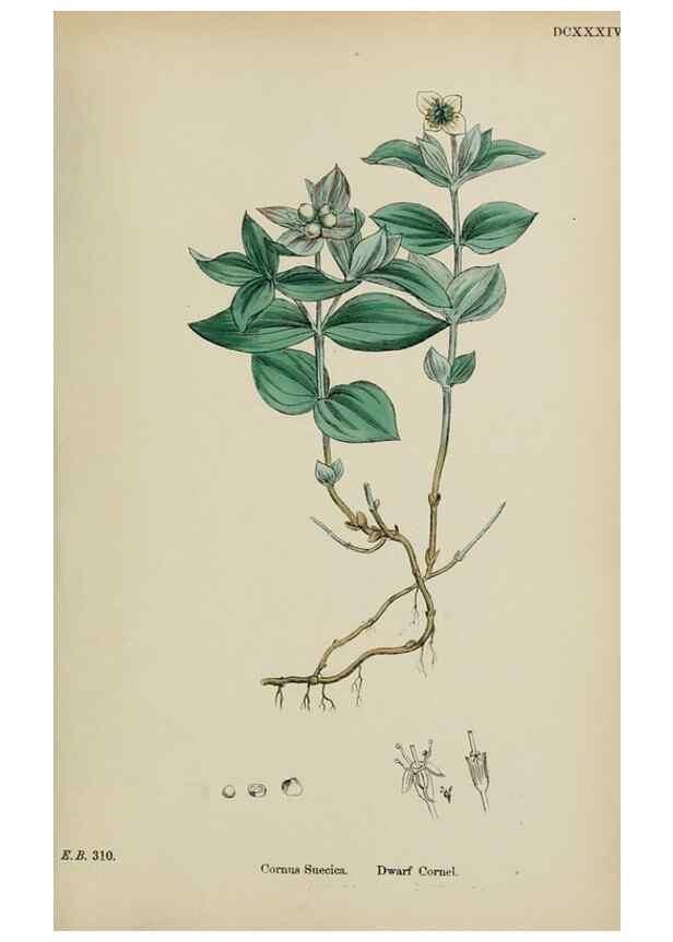 Reproducción/Reproduction 48717594097: English botany, or, Coloured figures of British plants /. London :R. Hardwicke,1863-1886.. 
