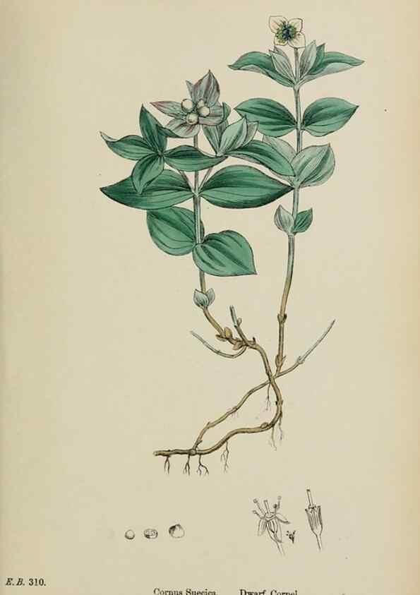 Reproducción/Reproduction 48717594097: English botany, or, Coloured figures of British plants /. London :R. Hardwicke,1863-1886.. 