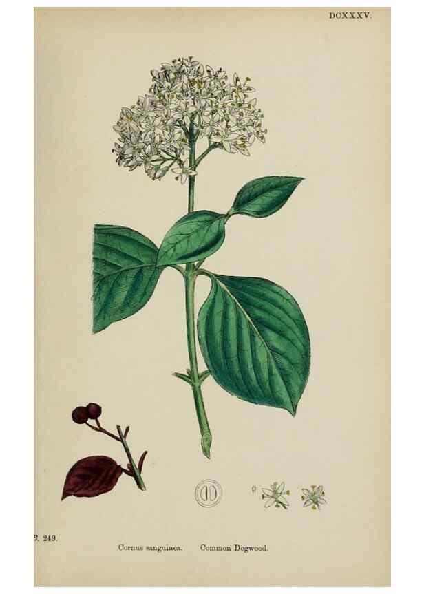 Reproducción/Reproduction 48717422856: English botany, or, Coloured figures of British plants /. London :R. Hardwicke,1863-1886.. 