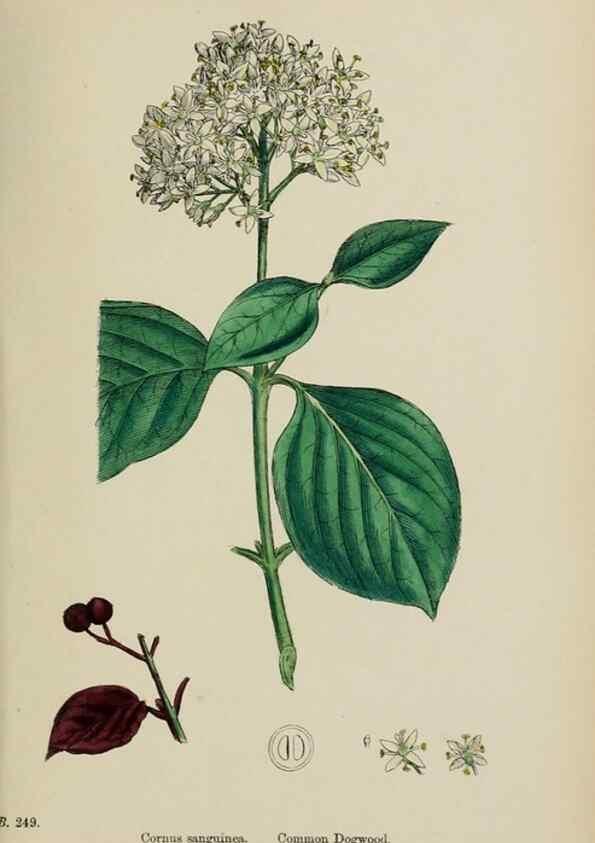 Reproducción/Reproduction 48717422856: English botany, or, Coloured figures of British plants /. London :R. Hardwicke,1863-1886.. 