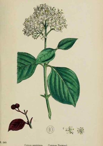 Reproducción/Reproduction 48717422856: English botany, or, Coloured figures of British plants /. London :R. Hardwicke,1863-1886.. 