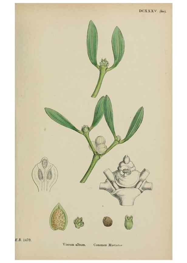 Reproducción/Reproduction 48717087213: English botany, or, Coloured figures of British plants /. London :R. Hardwicke,1863-1886.. 