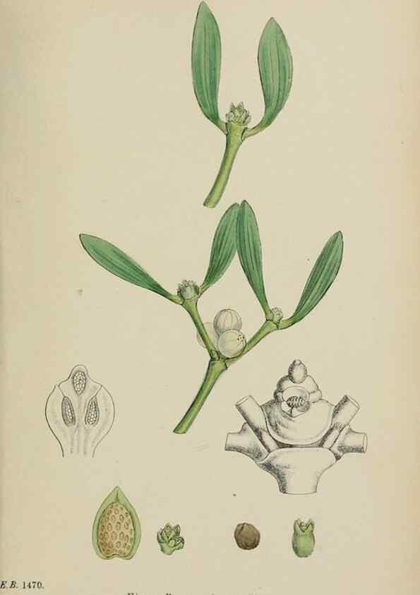 Reproducción/Reproduction 48717087213: English botany, or, Coloured figures of British plants /. London :R. Hardwicke,1863-1886.. 