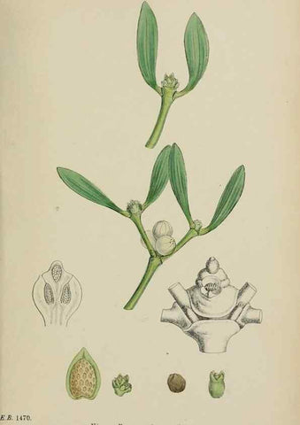 Reproducción/Reproduction 48717087213: English botany, or, Coloured figures of British plants /. London :R. Hardwicke,1863-1886.. 