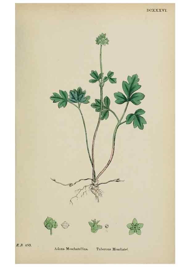 Reproducción/Reproduction 48717594882: English botany, or, Coloured figures of British plants /. London :R. Hardwicke,1863-1886.. 