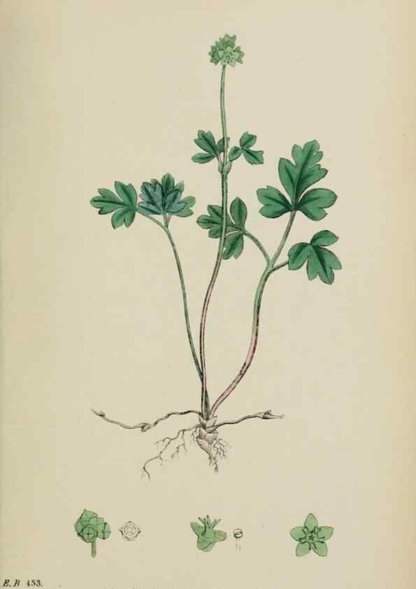 Reproducción/Reproduction 48717594882: English botany, or, Coloured figures of British plants /. London :R. Hardwicke,1863-1886.. 