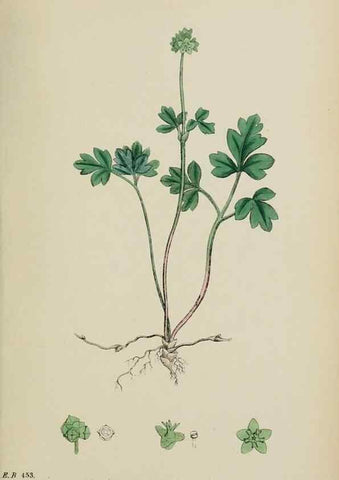 Reproducción/Reproduction 48717594882: English botany, or, Coloured figures of British plants /. London :R. Hardwicke,1863-1886.. 