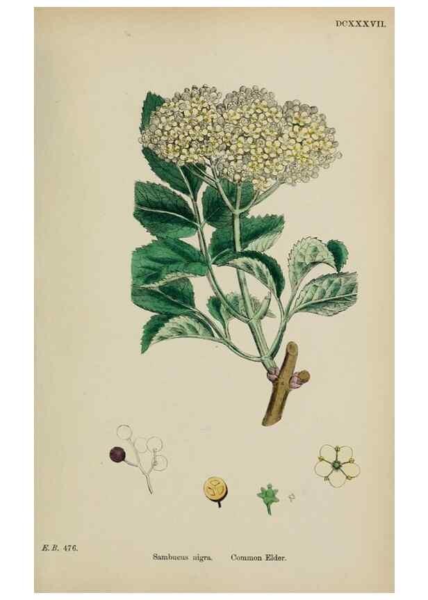 Reproducción/Reproduction 48717087743: English botany, or, Coloured figures of British plants /. London :R. Hardwicke,1863-1886.. 