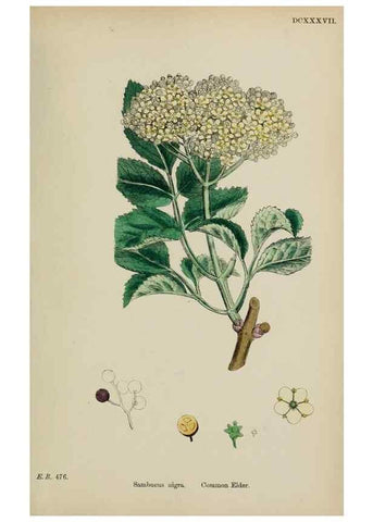 Reproducción/Reproduction 48717087743: English botany, or, Coloured figures of British plants /. London :R. Hardwicke,1863-1886.. 