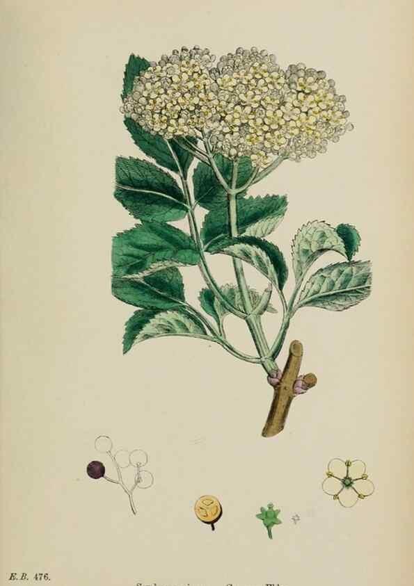Reproducción/Reproduction 48717087743: English botany, or, Coloured figures of British plants /. London :R. Hardwicke,1863-1886.. 