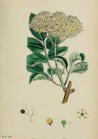 Reproducción/Reproduction 48717087743: English botany, or, Coloured figures of British plants /. London :R. Hardwicke,1863-1886.. 