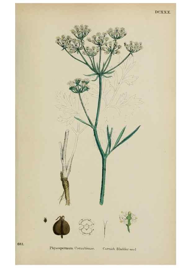 Reproducción/Reproduction 48717085503: English botany, or, Coloured figures of British plants /. London :R. Hardwicke,1863-1886.. 
