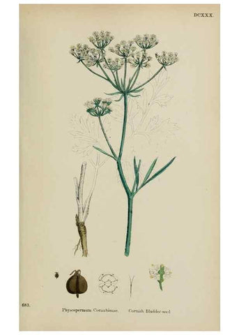 Reproducción/Reproduction 48717085503: English botany, or, Coloured figures of British plants /. London :R. Hardwicke,1863-1886.. 
