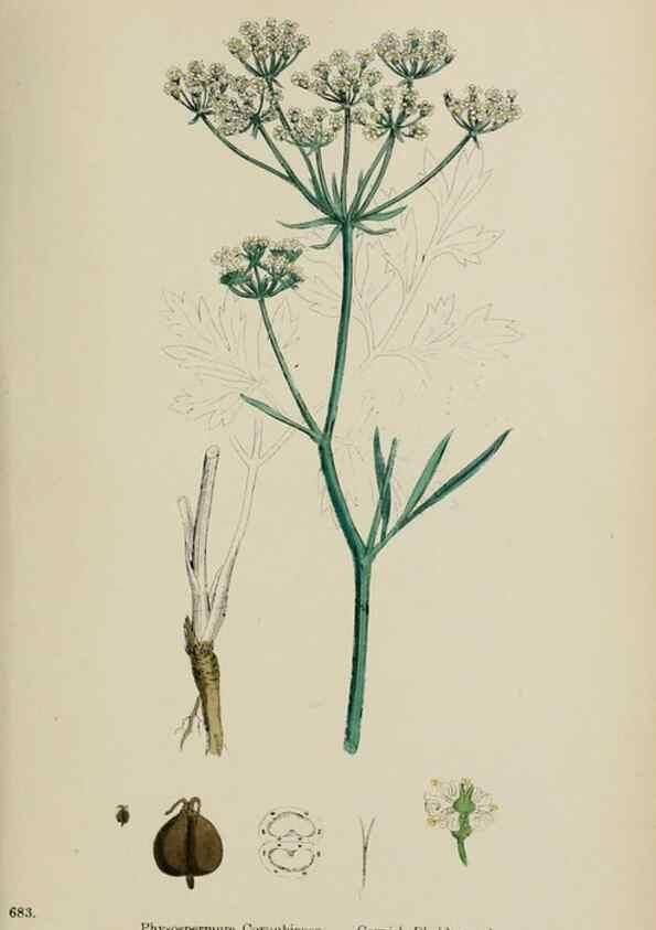 Reproducción/Reproduction 48717085503: English botany, or, Coloured figures of British plants /. London :R. Hardwicke,1863-1886.. 