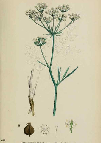 Reproducción/Reproduction 48717085503: English botany, or, Coloured figures of British plants /. London :R. Hardwicke,1863-1886.. 