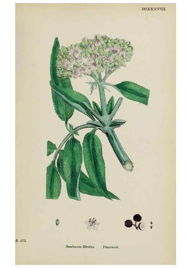 Reproducción/Reproduction 48717088138: English botany, or, Coloured figures of British plants /. London :R. Hardwicke,1863-1886.. 