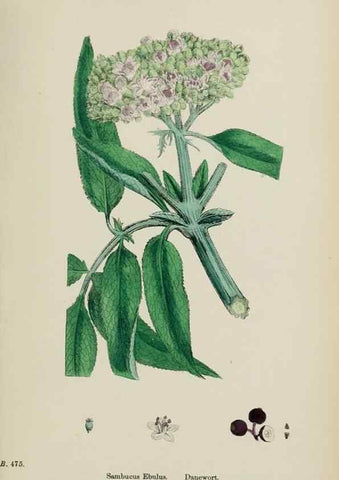 Reproducción/Reproduction 48717088138: English botany, or, Coloured figures of British plants /. London :R. Hardwicke,1863-1886.. 