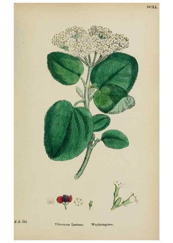 Reproducción/Reproduction 48717424466: English botany, or, Coloured figures of British plants /. London :R. Hardwicke,1863-1886.. 