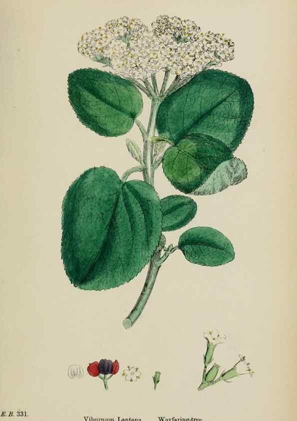 Reproducción/Reproduction 48717424466: English botany, or, Coloured figures of British plants /. London :R. Hardwicke,1863-1886.. 