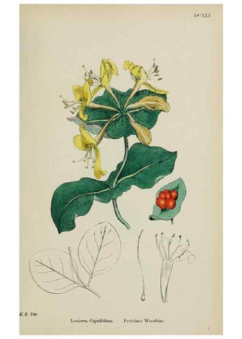 Reproducción/Reproduction 48717596377: English botany, or, Coloured figures of British plants /. London :R. Hardwicke,1863-1886.. 