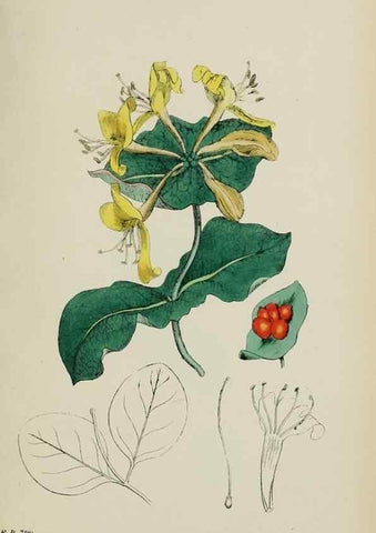 Reproducción/Reproduction 48717596377: English botany, or, Coloured figures of British plants /. London :R. Hardwicke,1863-1886.. 