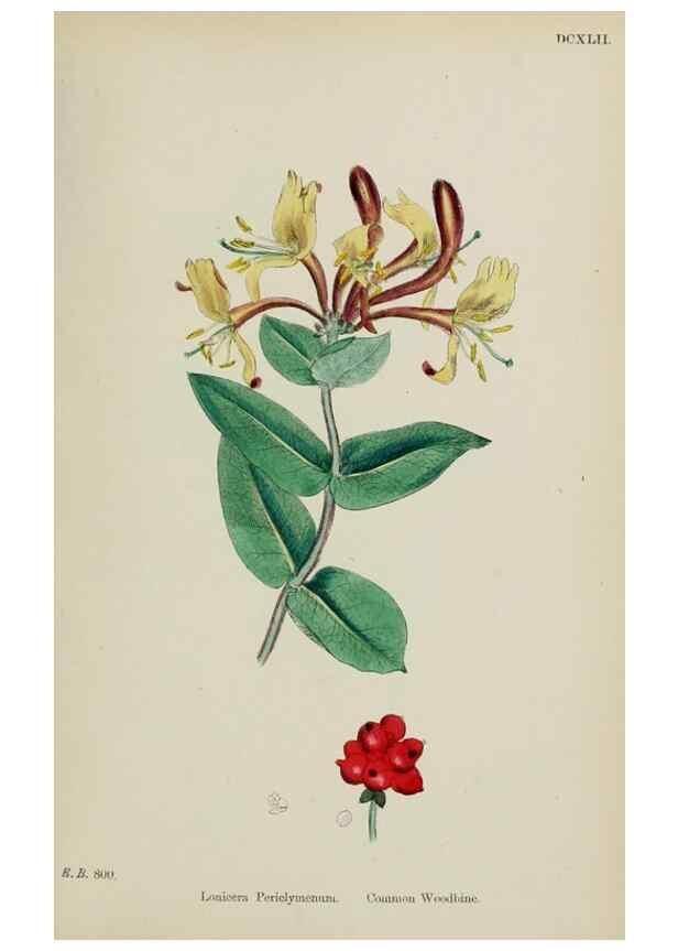 Reproducción/Reproduction 48717596712: English botany, or, Coloured figures of British plants /. London :R. Hardwicke,1863-1886.. 