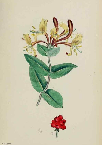 Reproducción/Reproduction 48717596712: English botany, or, Coloured figures of British plants /. London :R. Hardwicke,1863-1886.. 