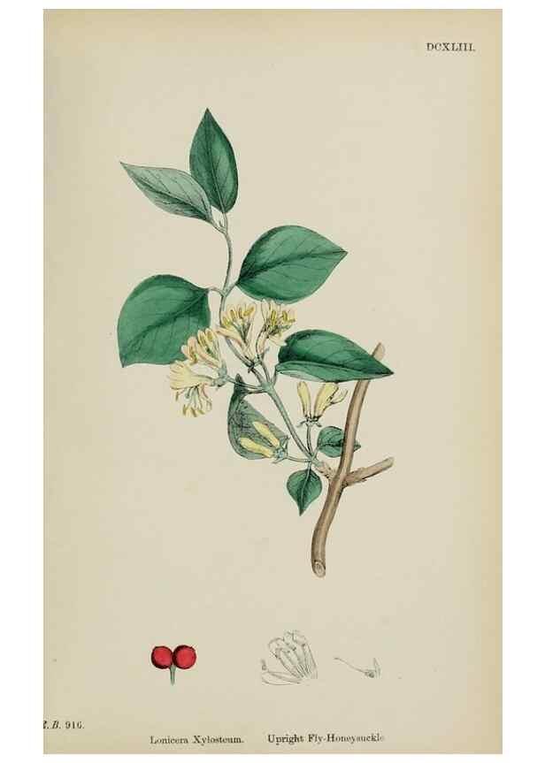 Reproducción/Reproduction 48717596952: English botany, or, Coloured figures of British plants /. London :R. Hardwicke,1863-1886.. 
