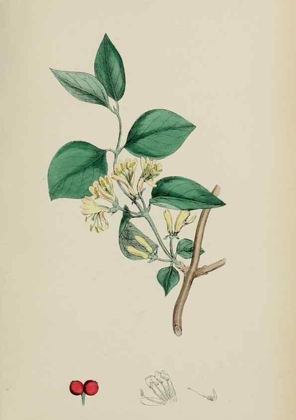Reproducción/Reproduction 48717596952: English botany, or, Coloured figures of British plants /. London :R. Hardwicke,1863-1886.. 
