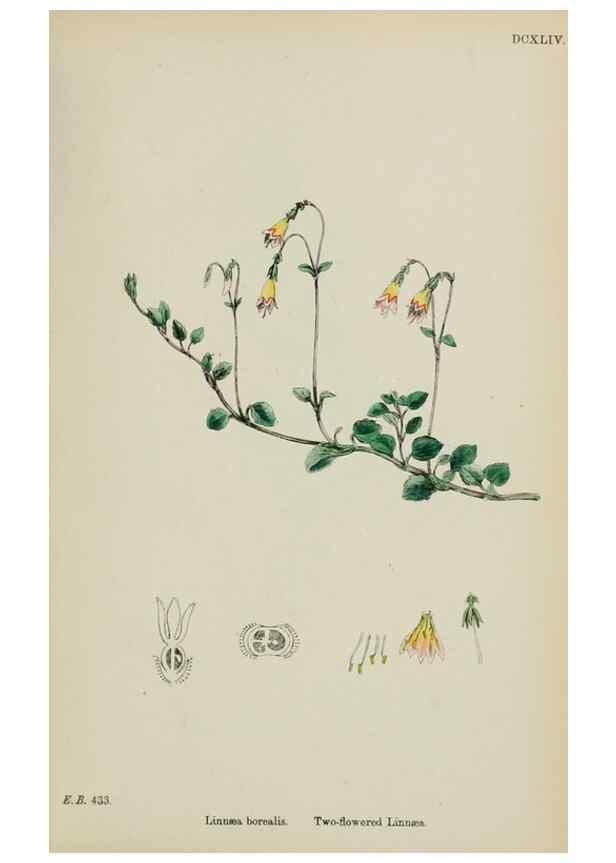 Reproducción/Reproduction 48717089983: English botany, or, Coloured figures of British plants /. London :R. Hardwicke,1863-1886.. 