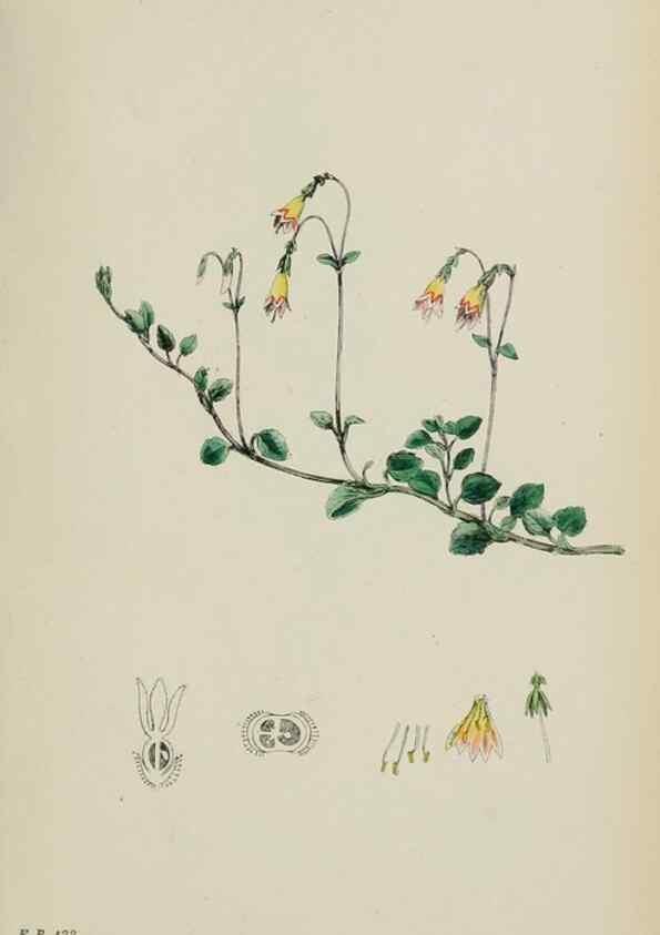 Reproducción/Reproduction 48717089983: English botany, or, Coloured figures of British plants /. London :R. Hardwicke,1863-1886.. 