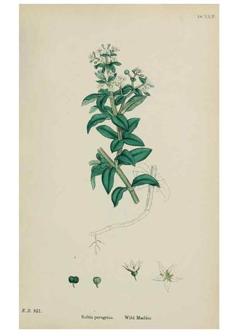 Reproducción/Reproduction 48717090268: English botany, or, Coloured figures of British plants /. London :R. Hardwicke,1863-1886.. 