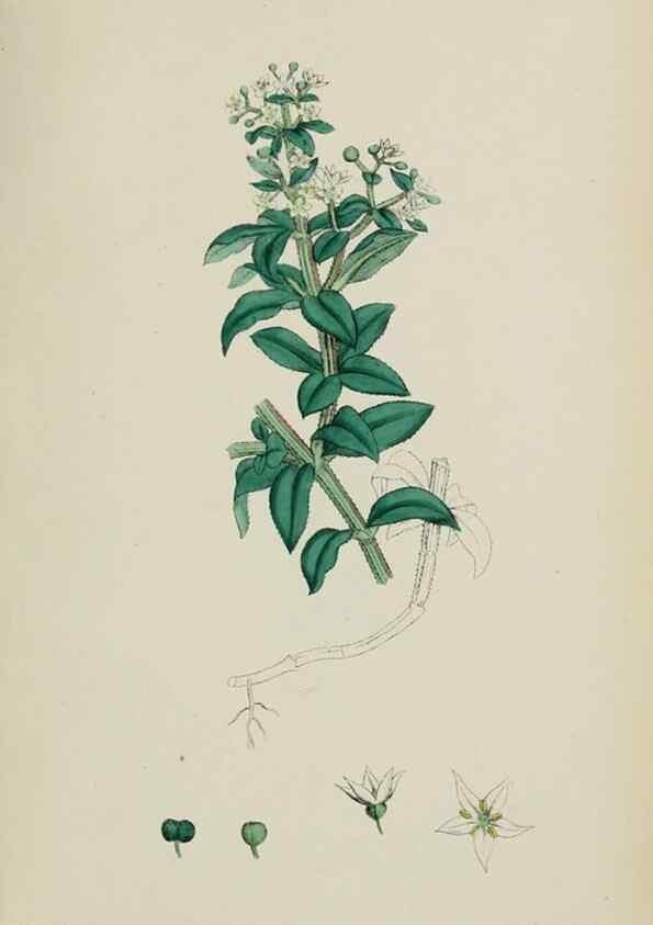 Reproducción/Reproduction 48717090268: English botany, or, Coloured figures of British plants /. London :R. Hardwicke,1863-1886.. 