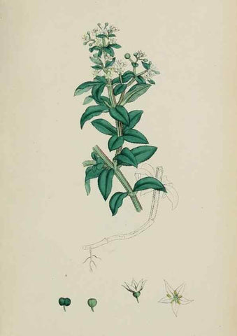 Reproducción/Reproduction 48717090268: English botany, or, Coloured figures of British plants /. London :R. Hardwicke,1863-1886.. 