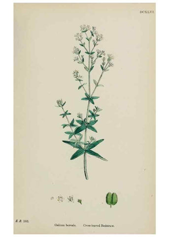 Reproducción/Reproduction 48717090553: English botany, or, Coloured figures of British plants /. London :R. Hardwicke,1863-1886.. 
