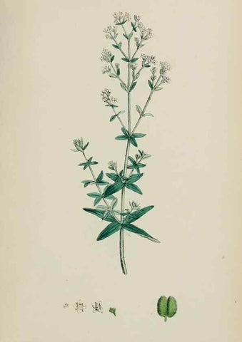 Reproducción/Reproduction 48717090553: English botany, or, Coloured figures of British plants /. London :R. Hardwicke,1863-1886.. 